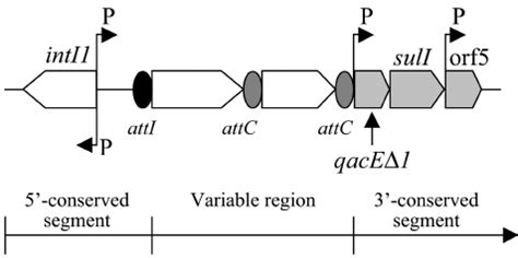 General structure of class 1 integrons. Cassettes are in- serted in the... | Download Scientific ...