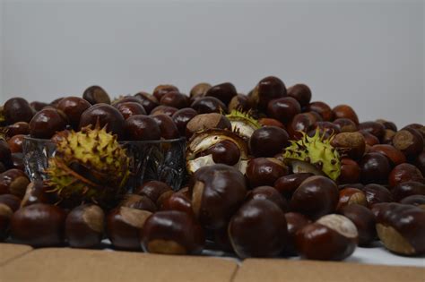 Conker, conkers, horse chestnut, chestnut, nut - free image from ...