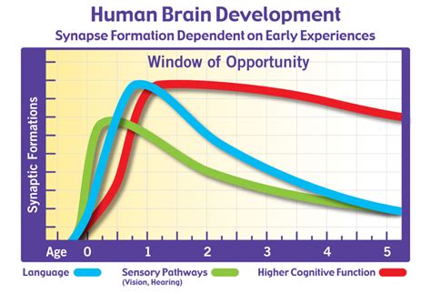 Brain Development And Synaptic Formation Chart The Science Of Early