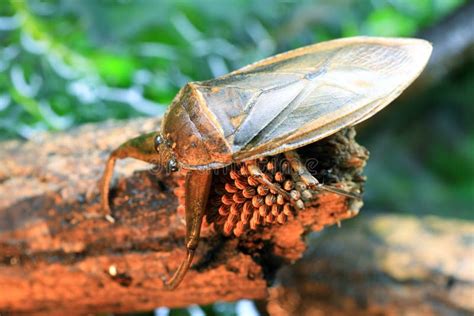 Insecto De Agua Lethocerus Indicus Es Un Insecto Gigante De Agua En