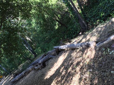 A Few Logs | X-Trees