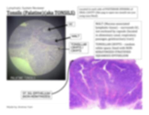 Solution Lymphatic System Histology Studypool