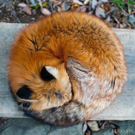 Curled Up Fox In Full Cuteness Raww