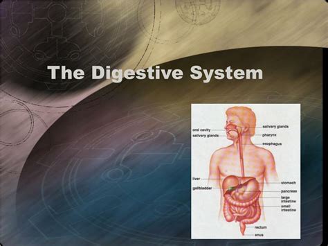 Ppt The Digestive System Powerpoint Presentation Free Download Id