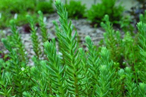 Sedum reflexum ‘Blue Spruce’ | Quality Cuttings