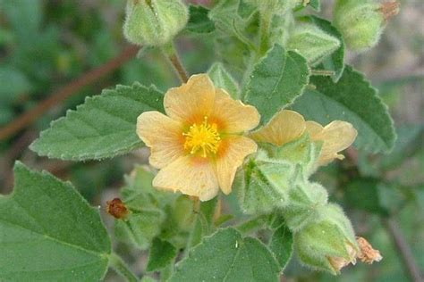 2000 Seeds Sida cordifolia Seeds ,bala Seeds , country mallow, flannel ...