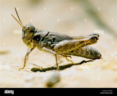 Grasshopper Design Hi Res Stock Photography And Images Alamy