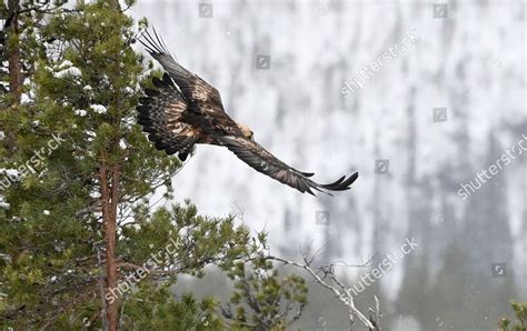 Golden Eagle Aquila Chrysaetos Pictured Kuusamo Editorial Stock Photo