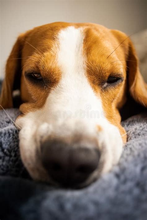 Perro Del Beagle Que Pone En La Manta En Un Sof Foto De Archivo