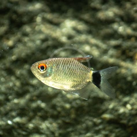 TETRA - RED EYE BALLOON Moenkhausia sanctaefilomenae - Aquatics Unlimited