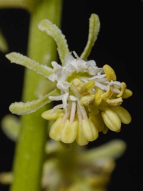 Reseda Lanceolata Subsp Lanceolata