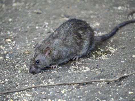 Common brown rat stock photo. Image of rodent, sewer - 101729210