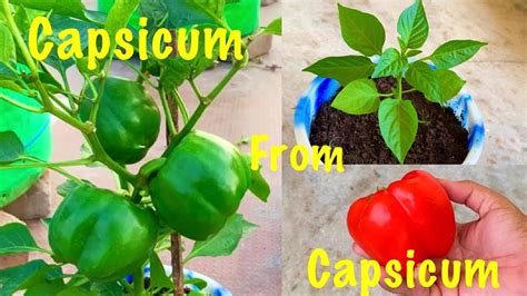 How To Grow And Care Capsicum Bell Pepper Shimla Mirch In Pot At Home Capsicum From Capsicum