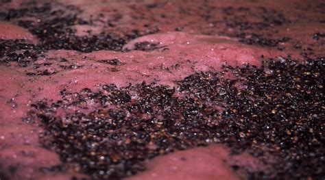 Fermentación Alcohólica del Vino Aprender de Vino