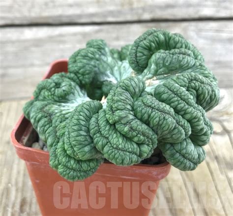 SHPR10173 Euphorbia obesa f cristata Кактус онлайн