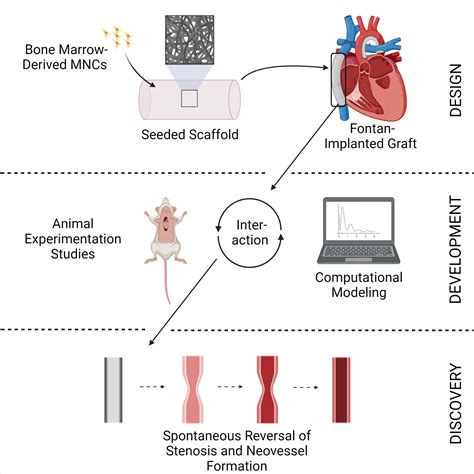 Tissue Engineering of Vascular Grafts: A Case Report From Bench to