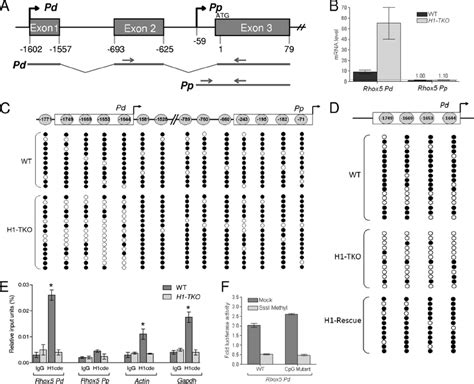 H Promotes Rhox Pd Methylation And Transcriptional Repression A