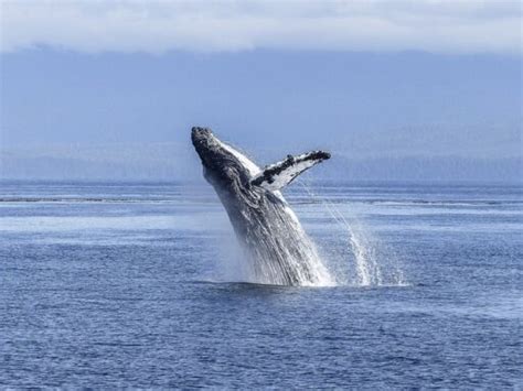 11 Most Endangered Whales Animals Around The Globe