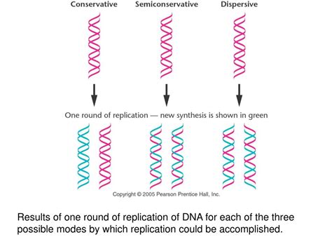 Ppt Generalized Model Of Semiconservative Replication Of Dna New Synthesis Is Shown In Teal