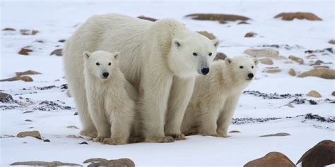 Witness The Wonder Of Polar Bears In Churchill Travel