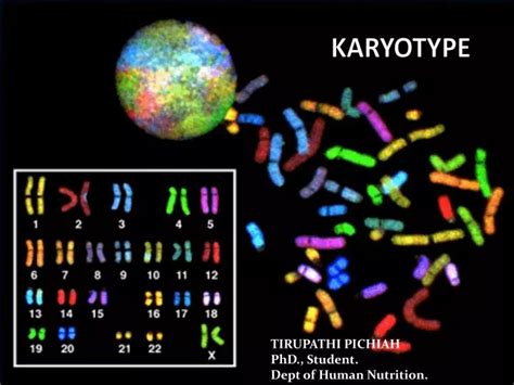 Ppt Karyotype Powerpoint Presentation Id