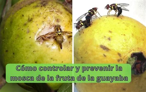 C Mo Controlar Y Prevenir La Mosca De La Fruta De La Guayaba Wiki