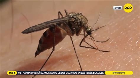 La Libertad confirman tercer fallecido por dengue en la región RPP