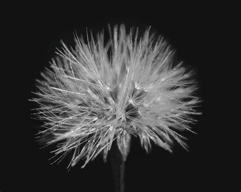 Dandelion B W Photograph By Gergana Chakarova