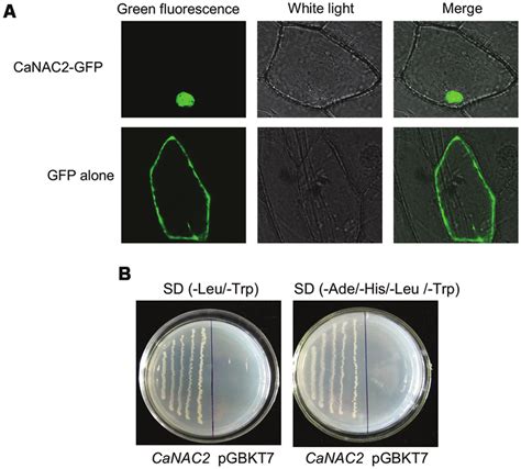 The Subcellular Localization And Transcriptional Activation Analysis Download Scientific