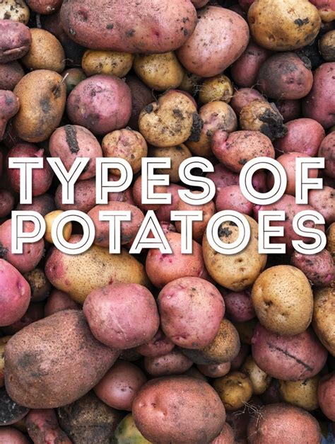 29 Types Of Potatoes From A To Z With Photos Live Eat Learn