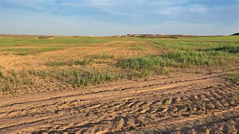 La Sequía Afecta Al 80 Del Territorio Agrario Y Se Han Perdido Cinco