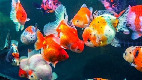 Learn All About The Top 8 Best Tank Mates For The Oranda Goldfish