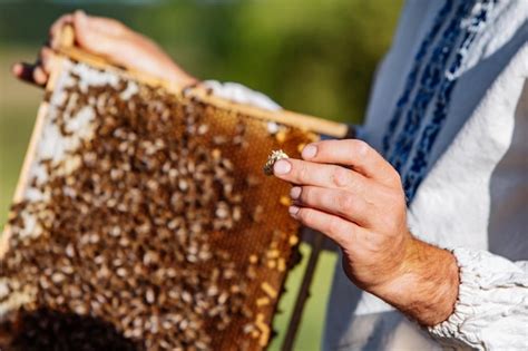 El Apicultor Sosteniendo Un Panal Con Abejas Apicultor Inspeccionando