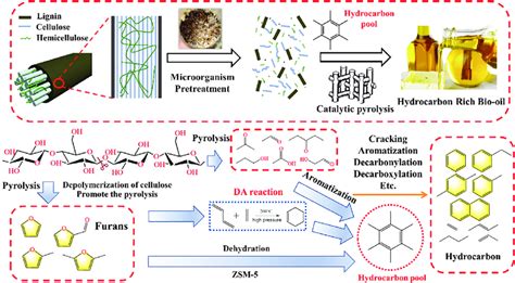 The schematic of Phanerochaete chrysosporium pretreated mechanism of... | Download Scientific ...