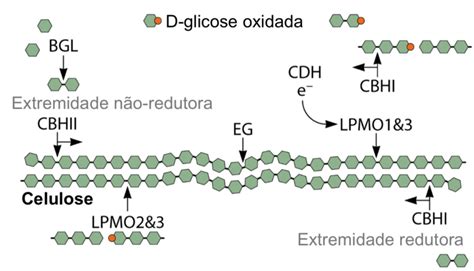 Por Que Nao Produzimos Lactase Para Quebra De Celulose - Esquema de degradação da celulose a partir da ação das enzimas ...