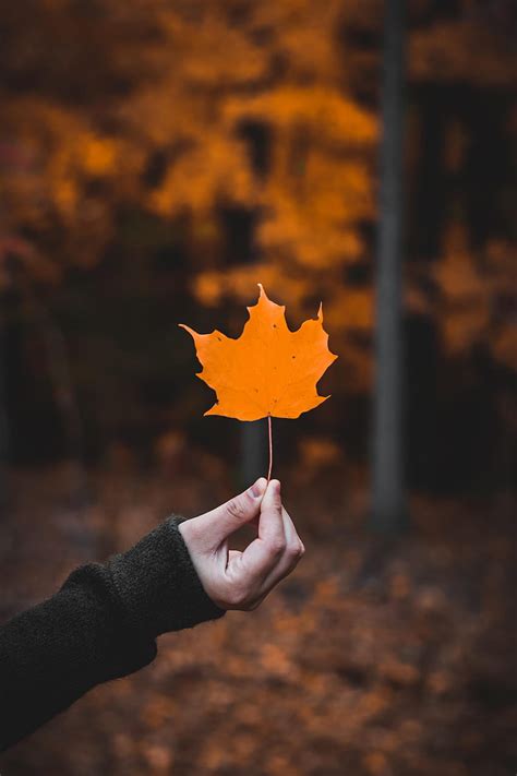 Autumn Macro Hand Sheet Leaf Maple Hd Phone Wallpaper Pxfuel