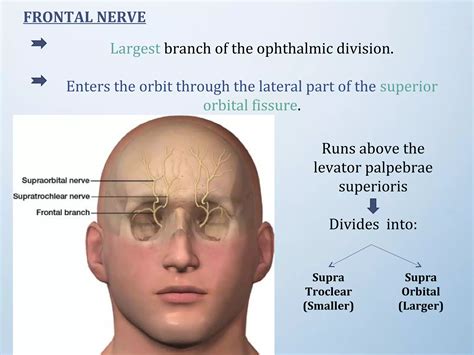 Trigeminal Nerve Ppt