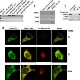 SHMT1 Is A Nuclear Lamin Associated Protein A Both Lamin A C And