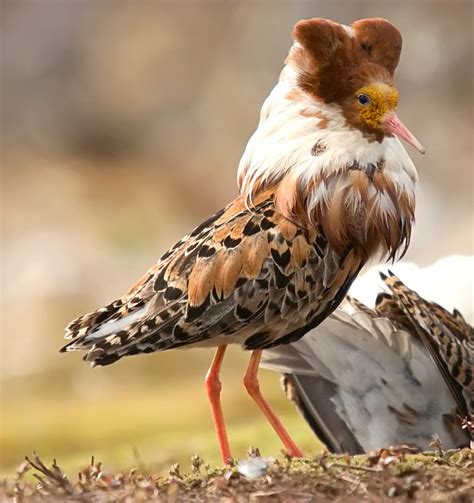 The Ruff 13 By Nordfold On Deviantart Birds