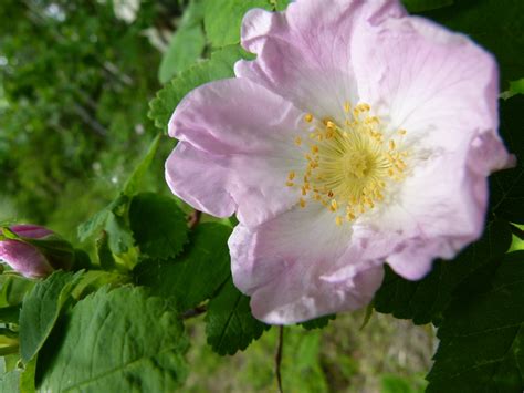 Banco de imagens natureza Flor plantar flor pétala selvagem