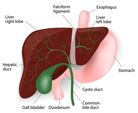 Ox Bile Weight Loss – Blog Dandk