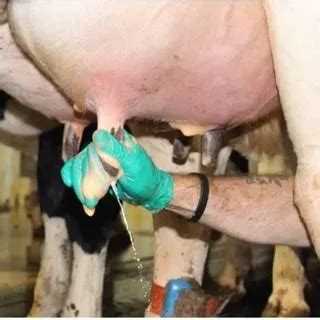 An An Milking Management Program Proper Milking Procedures To