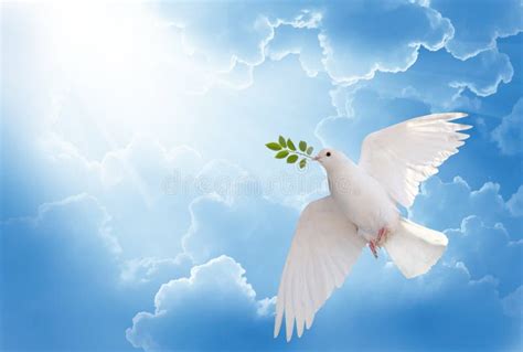 2106 White Dove Heaven Stock Photos Free And Royalty Free Stock Photos