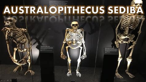 Australopithecus Sediba Skeleton