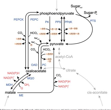 Pdf The Pep Pyruvate Oxaloacetate Node Variation At The Heart Of