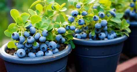 How To Grow Blueberries In Pots Like An Expert