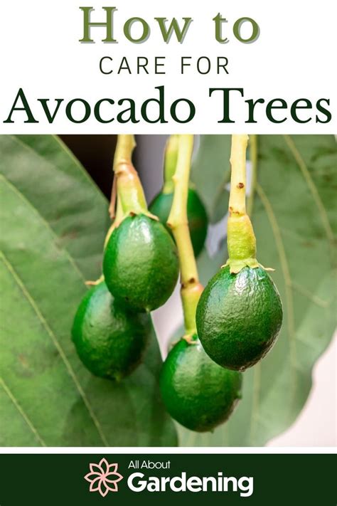 How to Plant, Grow, and Care For Avocado Trees in 2023 | Avocado tree ...