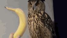 Yoll the Eagle Owl PFP - Yoll the Eagle Owl Profile Pics