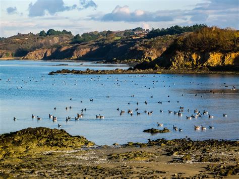 R Serve Naturelle De La Baie De Saint Brieuc Birdingplaces