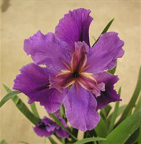 Siberian Iris 20 Seeds - Iris sibirica - Perennial - Hirt's Gardens